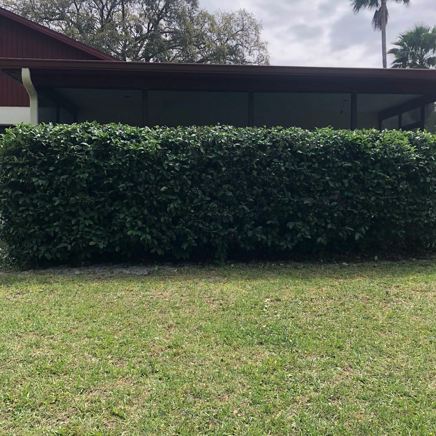 The same hedge after trimming, flat on top and squared