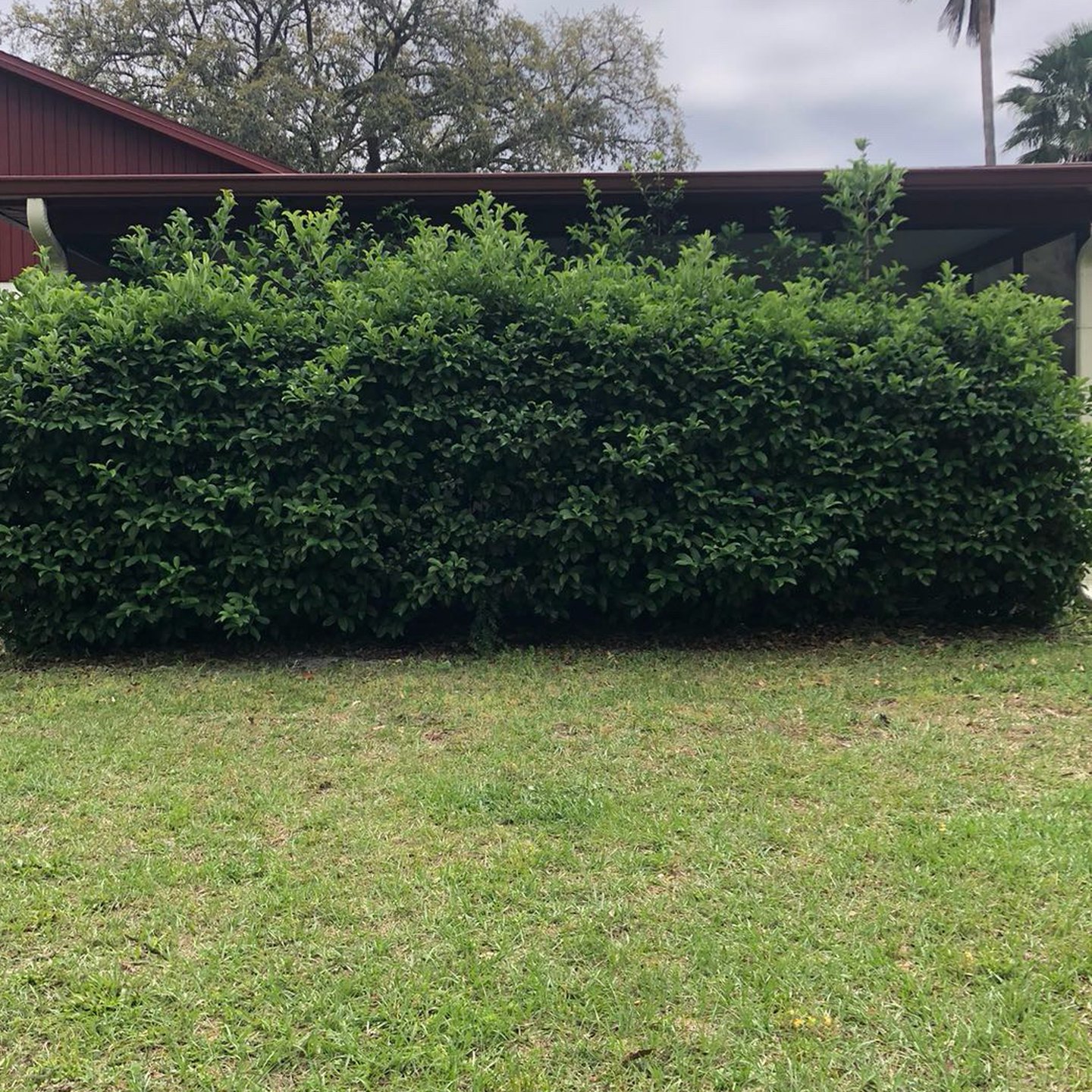 Hedge in front of a carport before trimming, shaggy and uneven