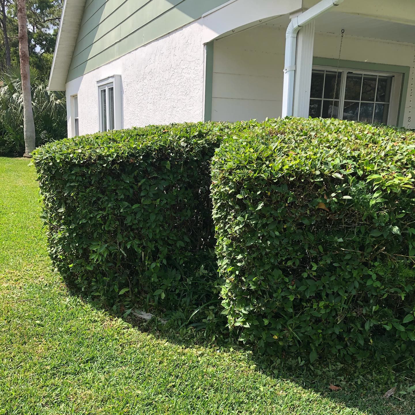 The same hedge after trimming, squared and clean