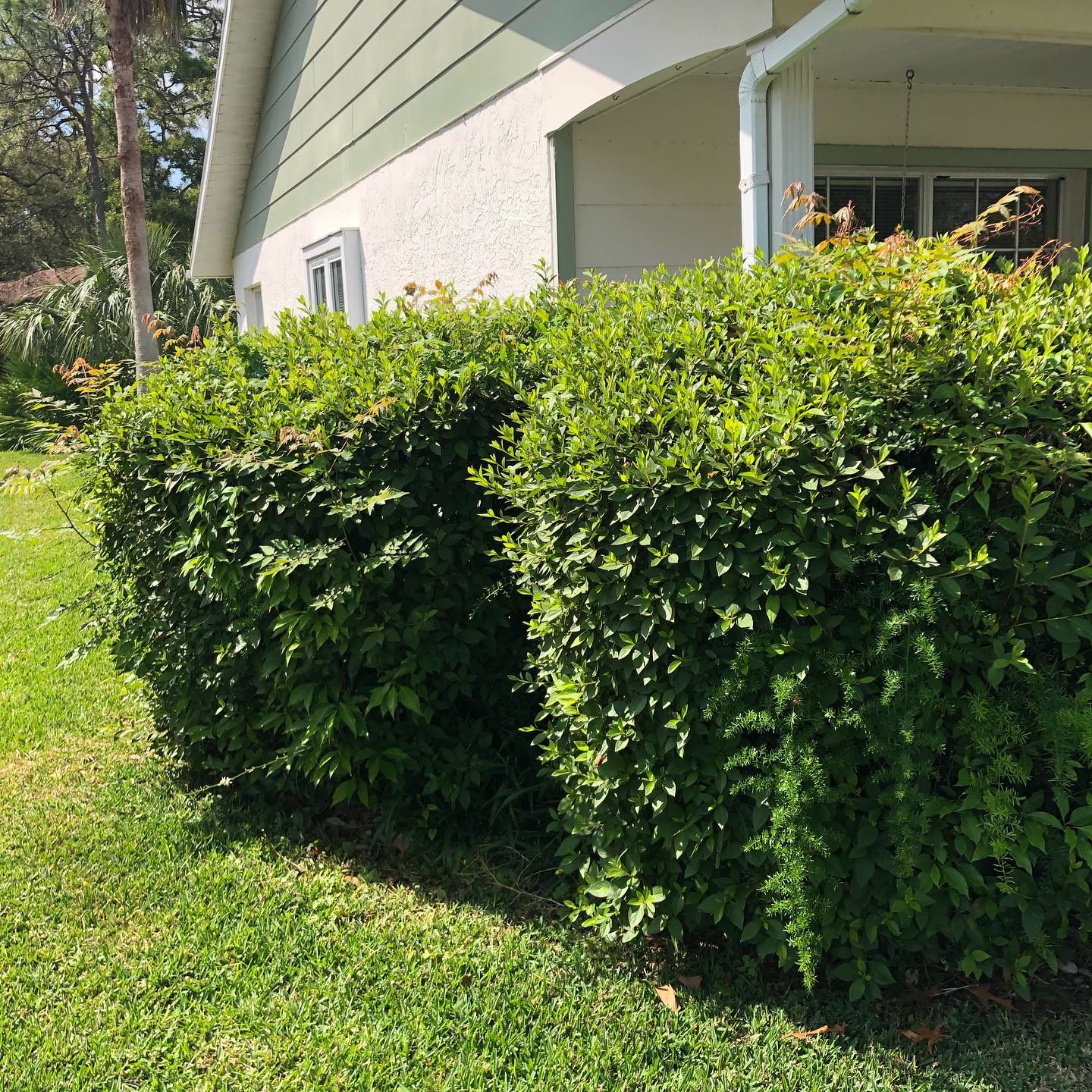 Hedge before trimming, uneven and overgrown