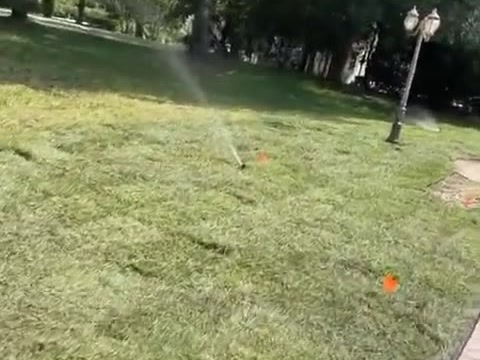 New sod lawn with sprinklers running and flags marking the sprinkler heads